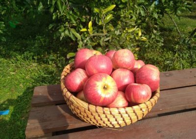 prodej jablek ovocný sad Alois